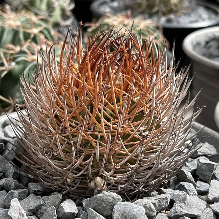 Amazon.co.jp: 605.高級品類珍品サボテン 逆豹丸(逆豹玉) 稀有